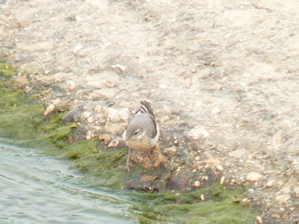 conferma pullus ballerina gialla